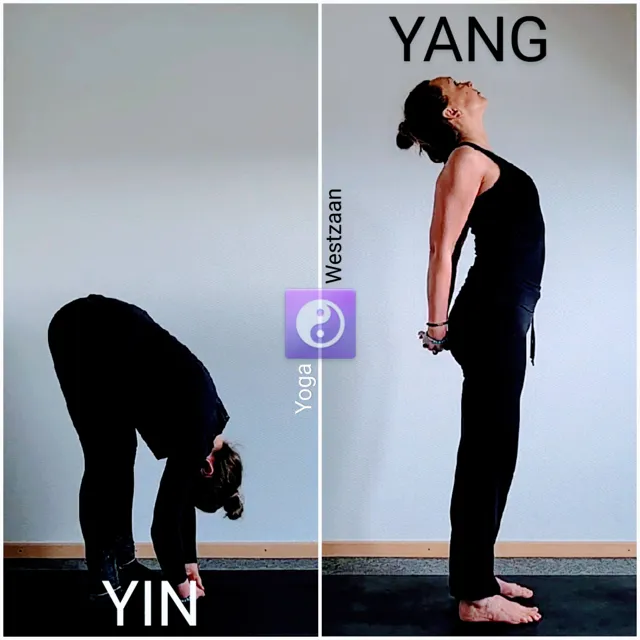 Collage met een voorwaartse buiging (Yin) en een staande achterwaartse strekking (Yang), met een yin-yangsymbool.